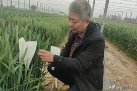 南阳日报社百名记者走基层｜探访南阳市科学院潦河试验基地—— 把种子“芯片”牢牢攥在手里图片