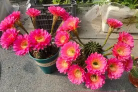 5种仙人球，很容易开花，好养又漂亮图片