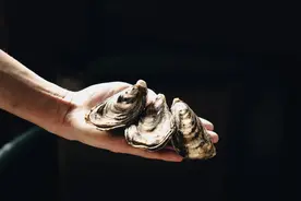 夏季生蚝人人爱，这6大产区的最优质图片