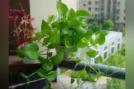 新手养绿萝，教你几个浇水小妙招，叶比巴掌大，新芽一茬接一茬图片