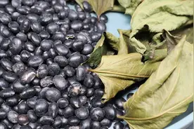 黑豆和桑叶是绝配，一起煮一壶好喝的茶水，好多人还不知道图片