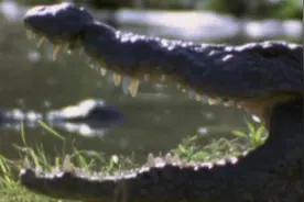 从出生就开始“偷家”的巨蜥，是如何偷鳄鱼家的，看笑了！纪录片图片