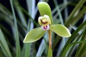 春兰龙字的传说｜嘉庆帝挥笔写龙字，余姚之第一美色自此改新名图片