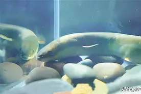 中科院赤水河珍稀特有鱼类保护与水生生物多样性观测研究站消失二十年的“鳗鲡”回来了图片