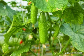 黄瓜、丝瓜和南瓜为啥全开雄花或雌花？什么原因？怎么解决图片