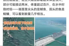 长两米、超百斤掠食性鳡鱼聚集三峡坝区 网友担心生态不平衡 专家回应来了图片