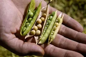 一颗大豆有多重要？泗洪发现濒危野生大豆，当年美国靠此改变全球图片