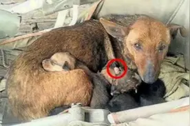 流浪狗叼着黑色垃圾袋走过来，路人打开一看，立马报警：竟然是个婴儿？图片