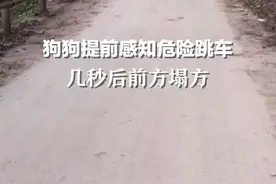 狗狗提前感知危险跳车，几秒后前方塌方图片