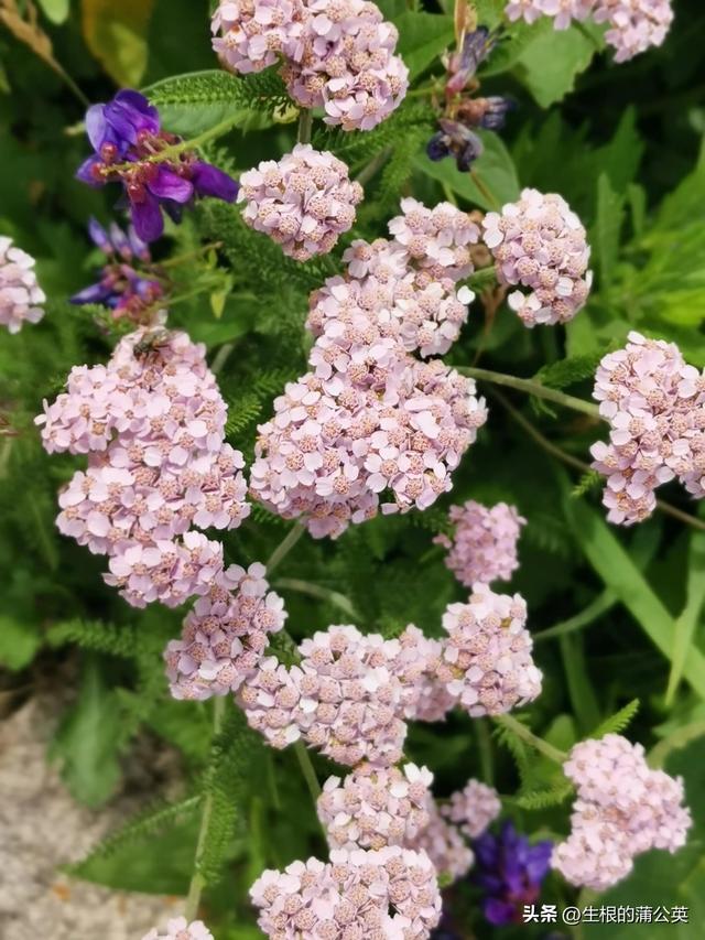 内蒙古草原野花图鉴