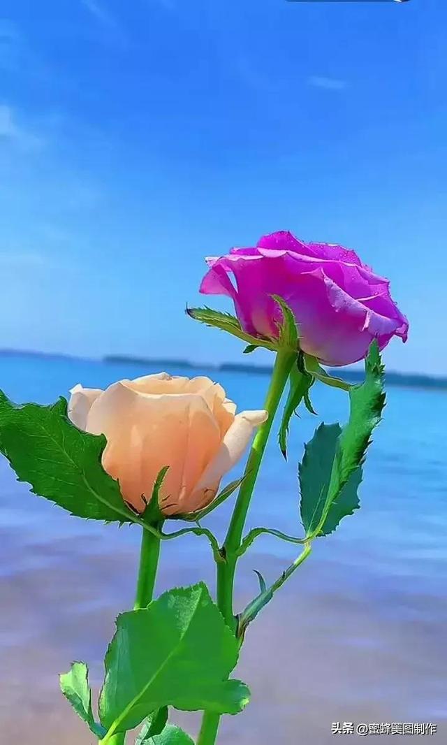 七夕浪漫情人节，玫瑰壁纸