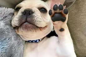 狗爪子总是扒拉着你，不是找你玩，希望你懂这些意思图片