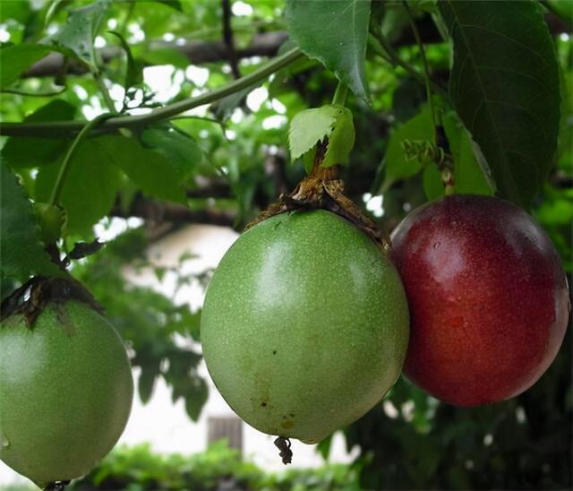 广西一种“酸蛋果”，以往鸟儿都嫌酸，因营养多，现成昂贵的水果