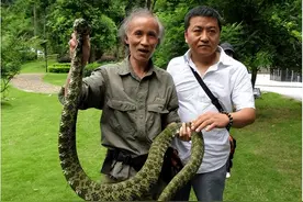 一条毒蛇价值100万，毒液一滴难求，为何我国这种毒蛇这么贵？图片
