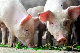 回族为什么不吃猪肉？满族为什么不吃狗肉？那汉族不吃什么肉呢？图片