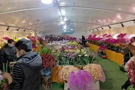 春节上哪买年宵花？上海这份指南列出了26家花市，哪家离你最近？图片