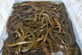 “鳝鱼”能不能经常吃？对身体有何好处？提醒：3种人不能馋嘴图片