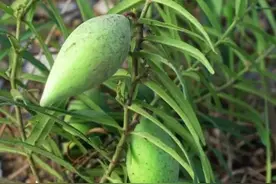 乡村逐渐的“消失”16种野果子，80年代非常受欢迎，你那里还有吗图片