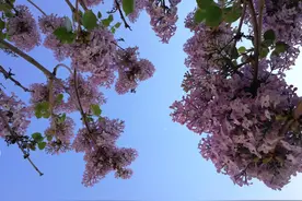 路边盛开的丁香花欣赏图片