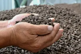 以前农民会用“鸡粪”当肥料，现在却谨慎使用，为何？图片