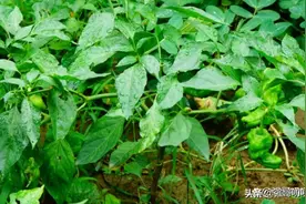 辣椒叶别再扔掉了，比辣椒好吃，一般人不知道它的价值图片