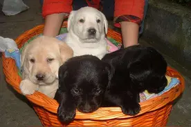 老人常说的“旺家狗”，有以下特点，你家养了吗？图片