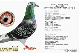 「图集」2022年黄金十的拍卖鸽都是哪些血统？（三）图片