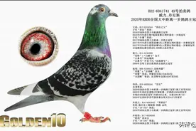 「图集」2022年黄金十的拍卖鸽都是哪些血统？（三）图片