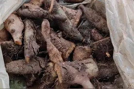 这就传说中的“马骝鞋”！在钦州卖木叶的大叔摊位上发现它图片