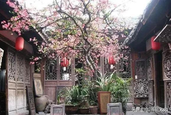 俗话说“五树进宅，人穷家败”，讲的是哪5种树？看完的确如此