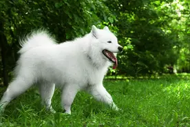 拾养两只疑似被遗弃的萨摩耶犬，原狗主人报警，拾养者获刑四个月图片