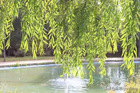 折柳送别的十首古诗词图片