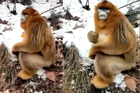 陕西女子开车路遇野生金丝猴！乖巧可爱路边等喂食，注意文明观猴图片