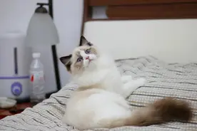 海豹双色布偶价位，海豹双色布偶多少钱一只图片