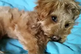 狗狗感染细小病毒还能被救活吗？图片