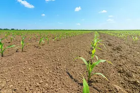 老农说：“玉米割头，越割越有”，啥道理？玉米去头可增产20%？图片