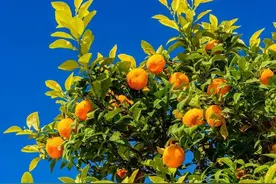 柑橘“秋黄”不要慌，弄懂病因对症施策乃“良方”，3步骤矫正图片