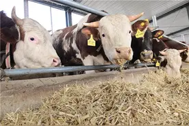 梨树县：肉牛养殖新模式助农增收图片