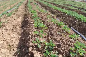 种花生，石灰如何使用？用对了，调酸补钙又增产图片