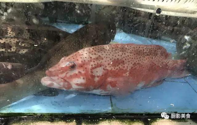 什么海鲜胶原蛋白最多 2025年海鲜含有胶原蛋白吗