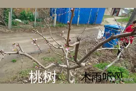 桃园春季管理的技术措施，掌握四点，桃树生长好图片