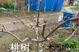 桃园春季管理的技术措施，掌握四点，桃树生长好图片