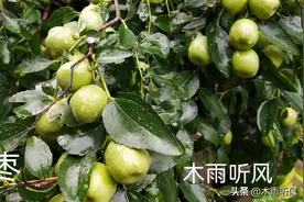 枣树什么时候打药结果多？枣打什么药不生虫？图片