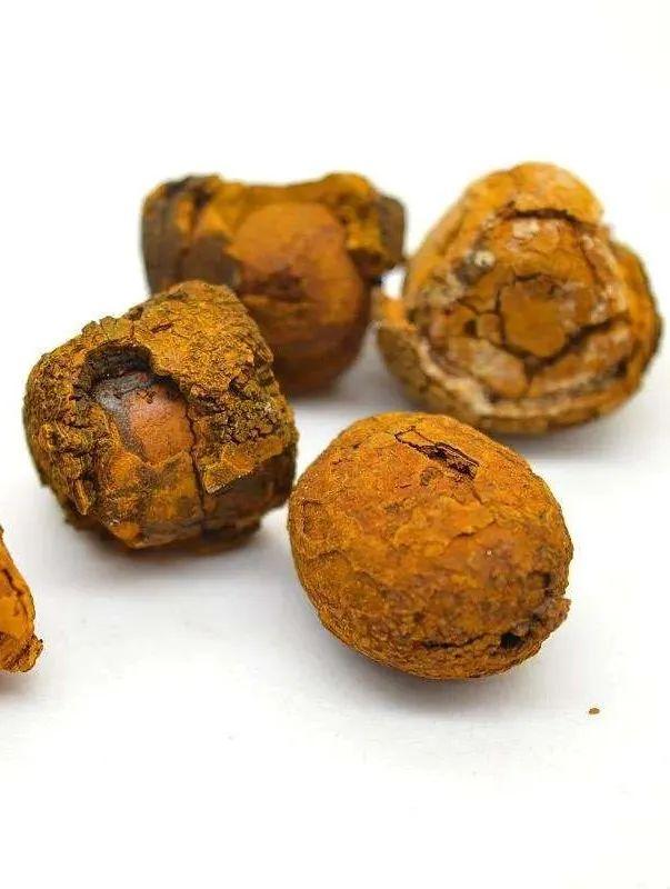 每天学习一味中药——麝香