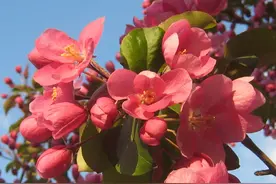 清朝后宫嫔妃等级划分图片