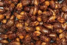 让农村人感到恶心的虫子，现在成了城里人餐桌上的美味图片