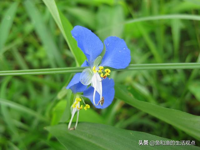 踏春必备“百草图”之三，身边那些有价值的野草，你能认识几种？