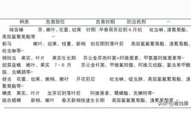 图文阳光玫瑰葡萄虫害有哪些？图片