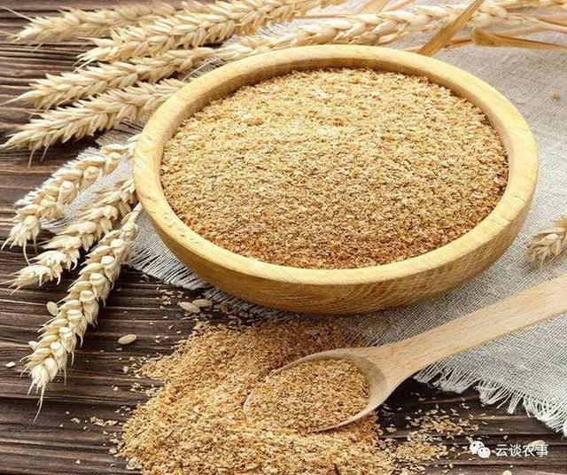 养猪的常用饲料介绍（专业文章建议收藏）