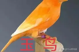 笼养玉鸟，从观赏、鸣叫以及繁殖等方面考量，是比较好的选择！图片